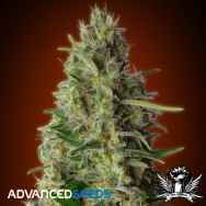 Advanced Seeds Kali 47